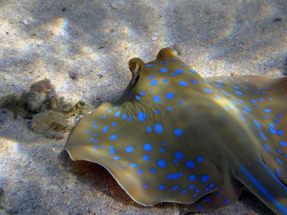 Mer plongée sous-marin la biologie