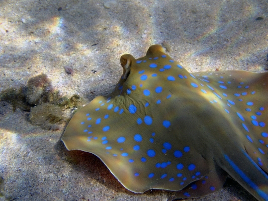 Sea diving underwater biology Photo