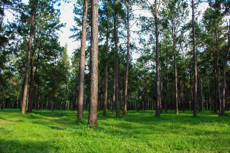 Tree forest outdoor plant