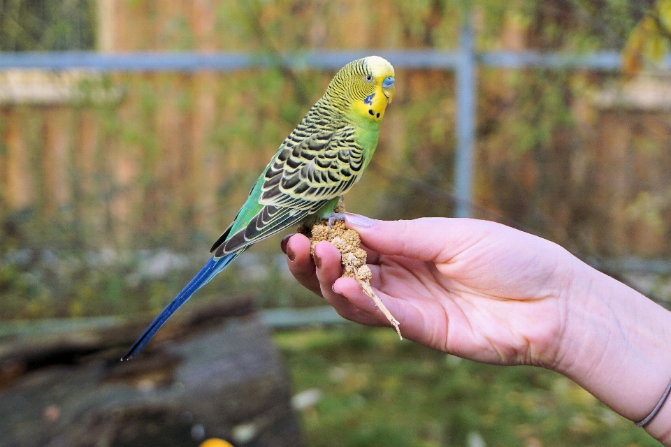 Bifurquer oiseau animal mignon