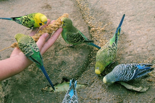 Bird wildlife zoo food Photo