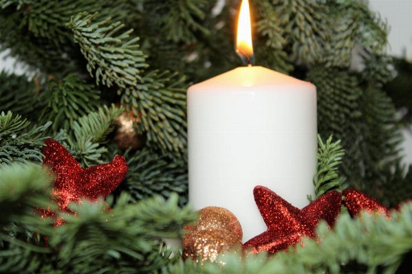 Tree branch decoration red Photo