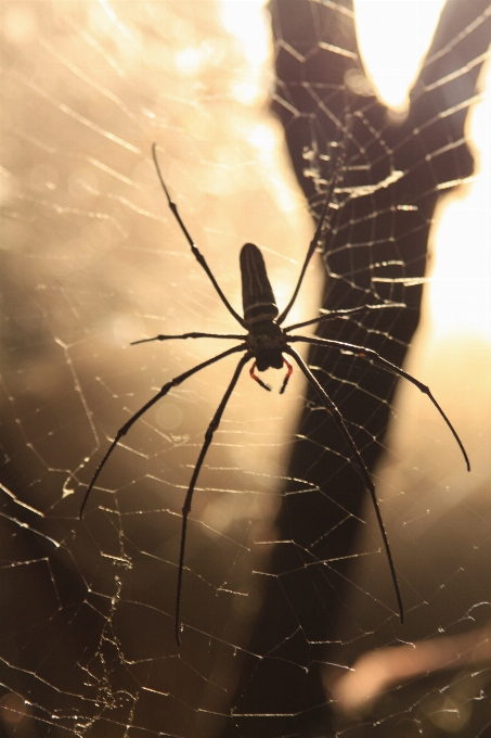 Natur flügel tier fauna