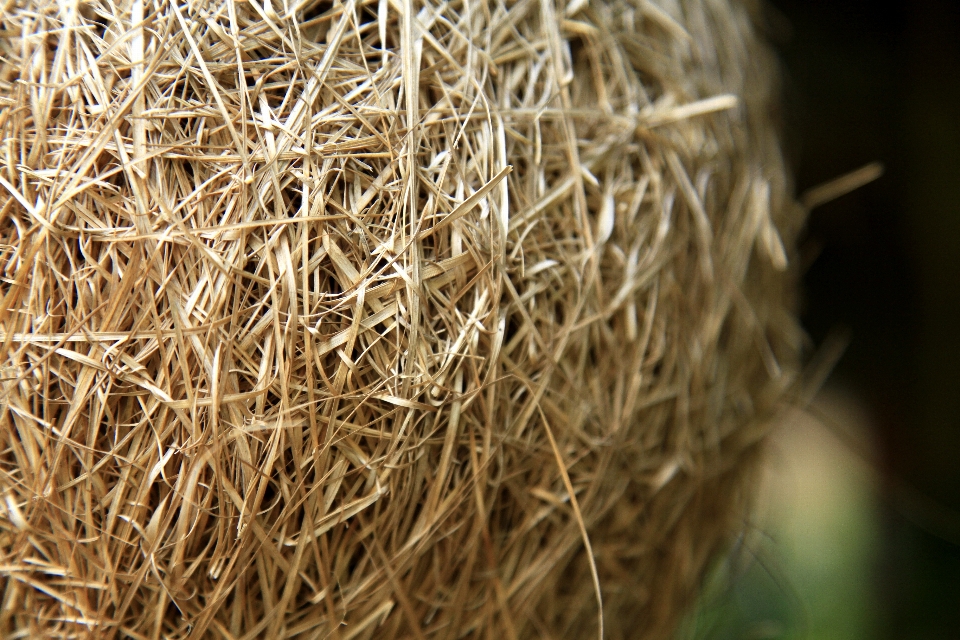 Nature grass branch plant