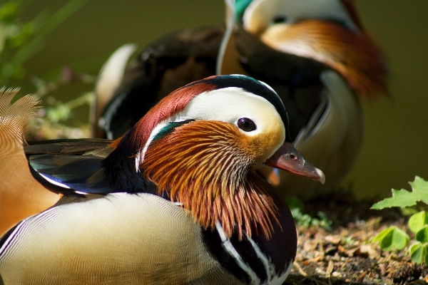 Foto Acqua natura uccello animale