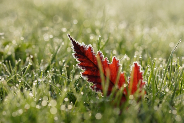 Nature grass cold dew Photo