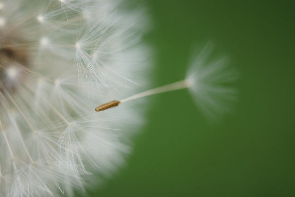 Nature grass branch plant Photo