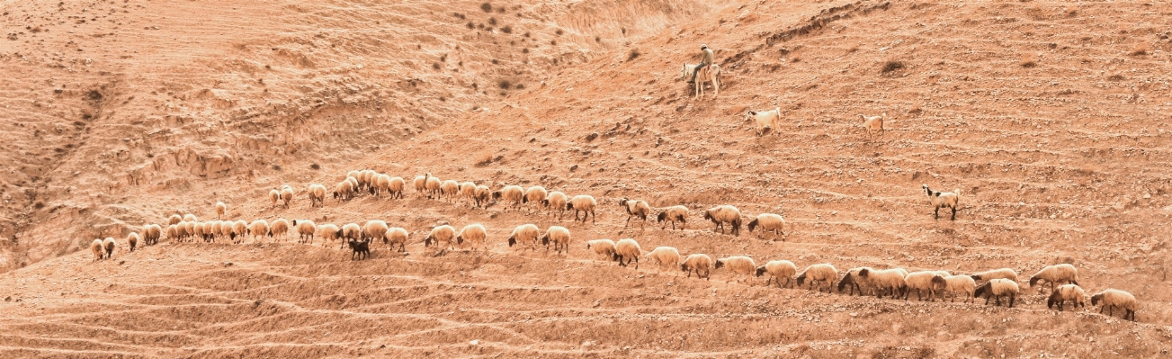 Sand desert panorama herd Photo