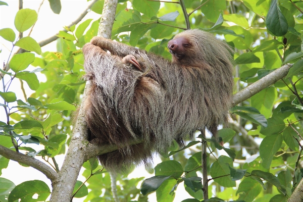 ブランチ 野生動物 密林 哺乳類 写真