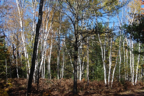 Landscape tree nature forest Photo