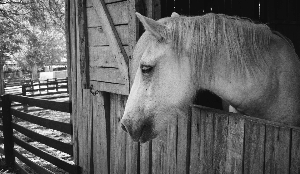 En blanco y negro
 granja granero