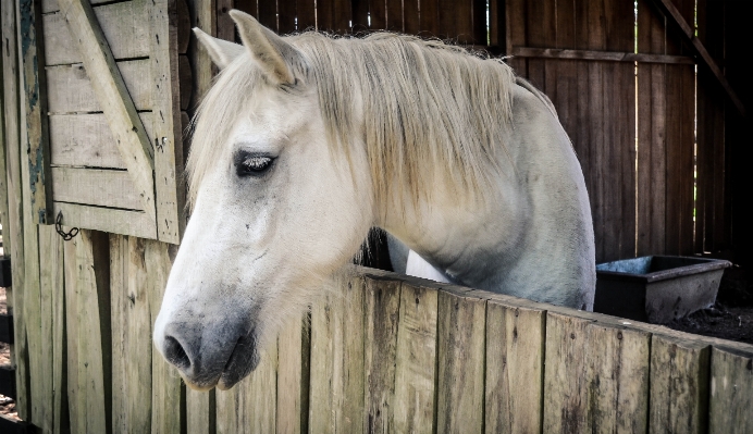 White farm barn animal Photo