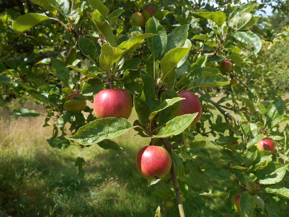 Apple arbre nature bifurquer