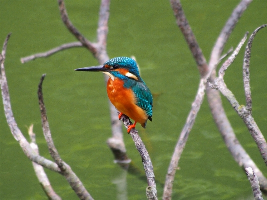 Branch bird male wildlife Photo