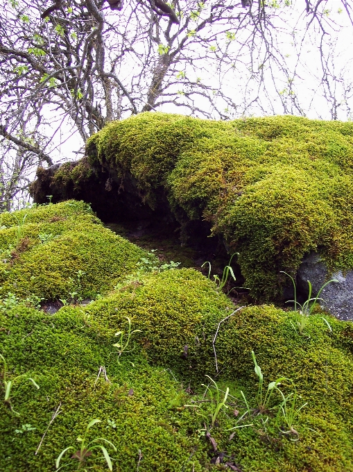 árvore floresta grama plantar