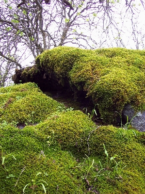 Tree forest grass plant Photo