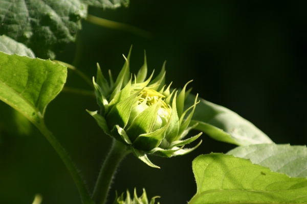 Plant leaf flower summer Photo