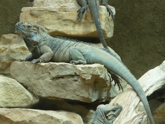 Animal stone wildlife statue Photo