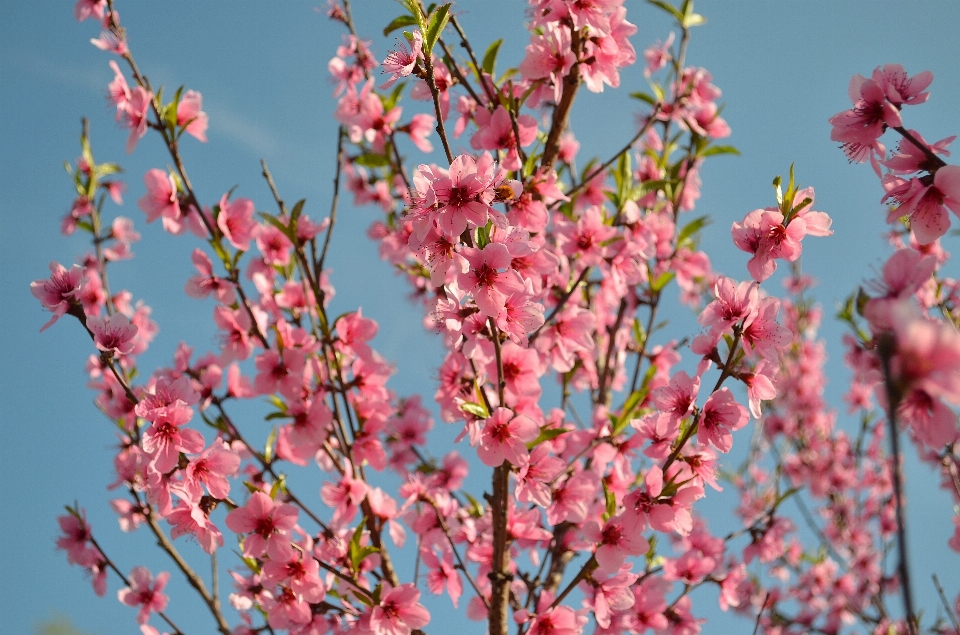 Baum zweig blüte anlage