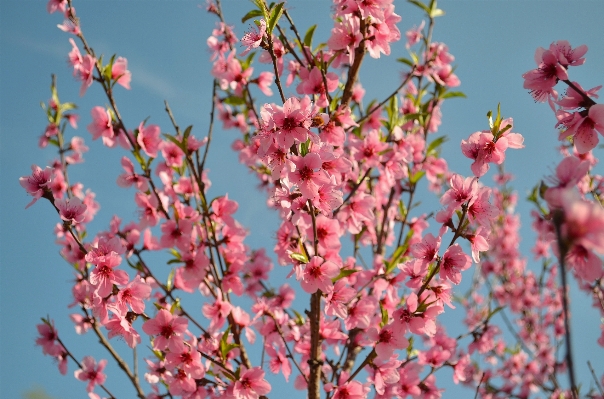 木 ブランチ 花 植物 写真