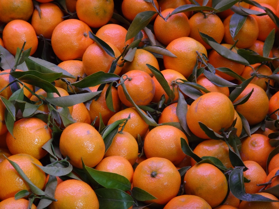 Plantar fruta laranja comida