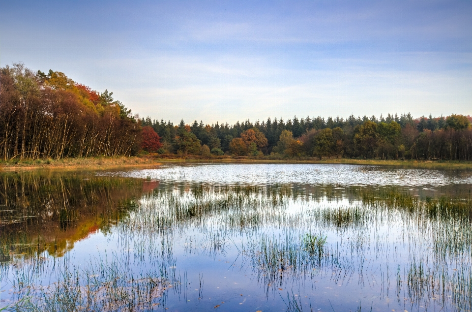 Landscape tree water nature