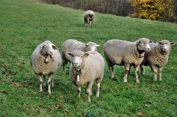 Bauernhof wiese
 herde weide
 Foto