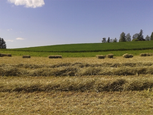 Landscape grass horizon marsh Photo