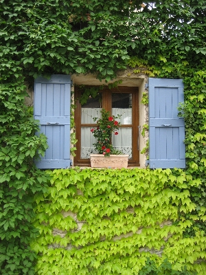 Fence lawn house flower Photo