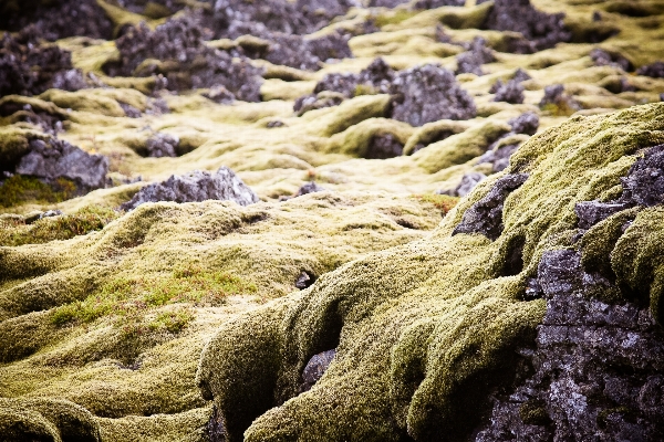 風景 海 海岸 木 写真