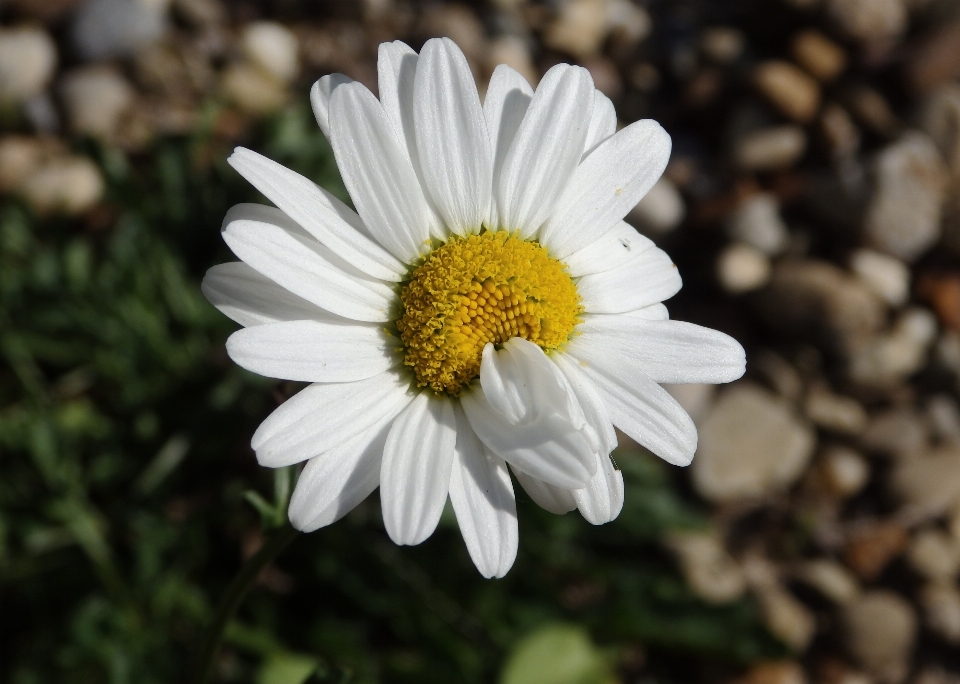 Nature blossom plant flower