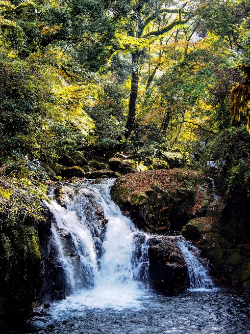 дерево вода природа лес