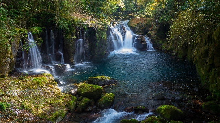 Water nature forest waterfall Photo