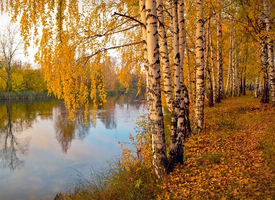 Tree water nature forest Photo