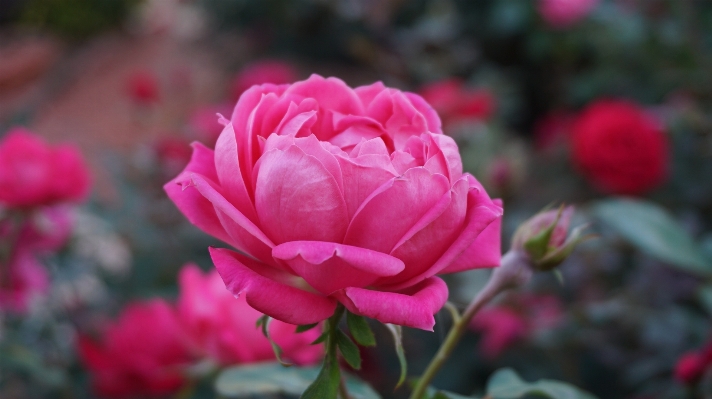 Blossom plant flower petal Photo