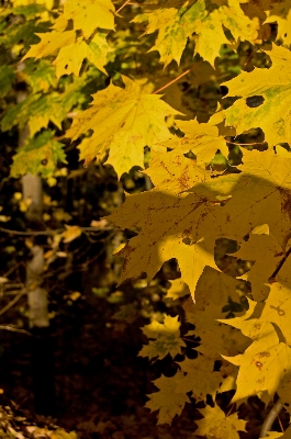 Tree nature forest branch Photo