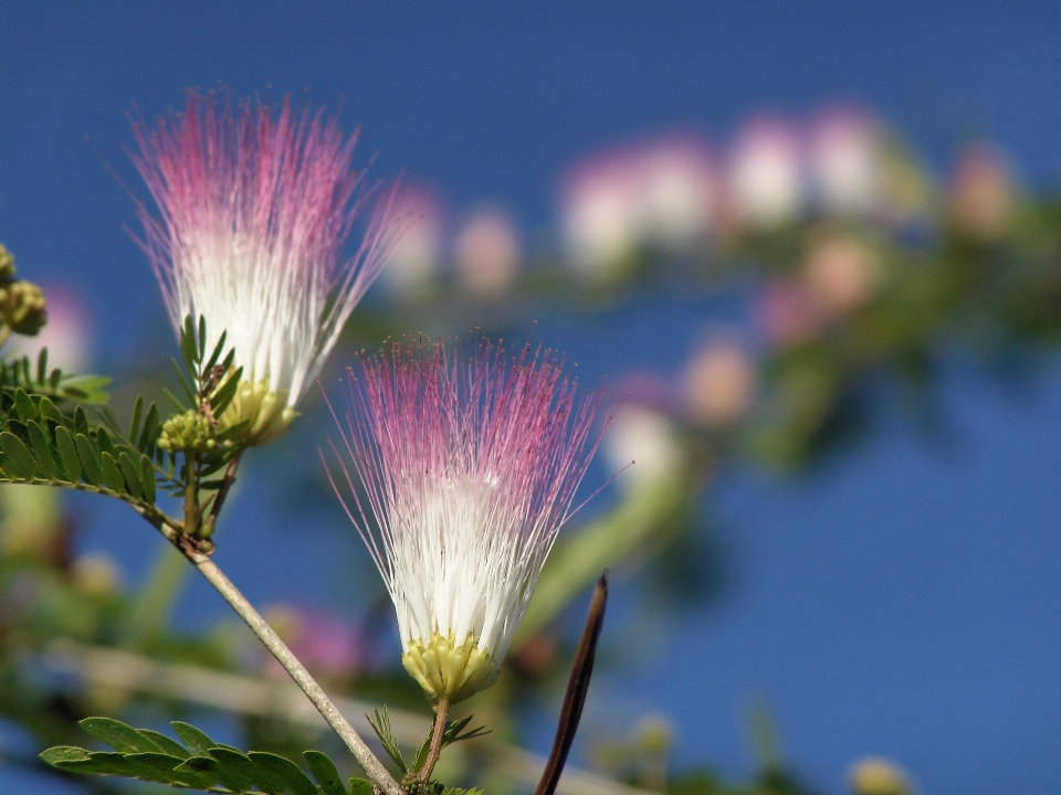 Nature grass blossom plant