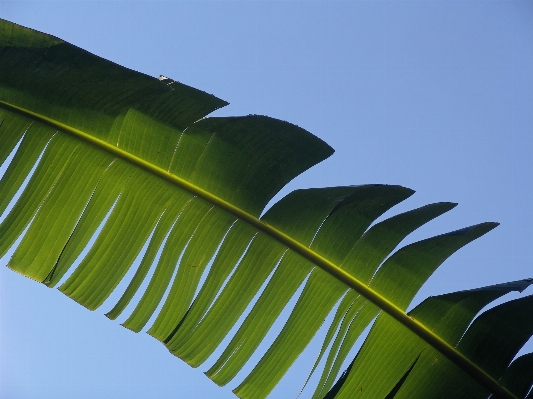 木 自然 草 植物 写真