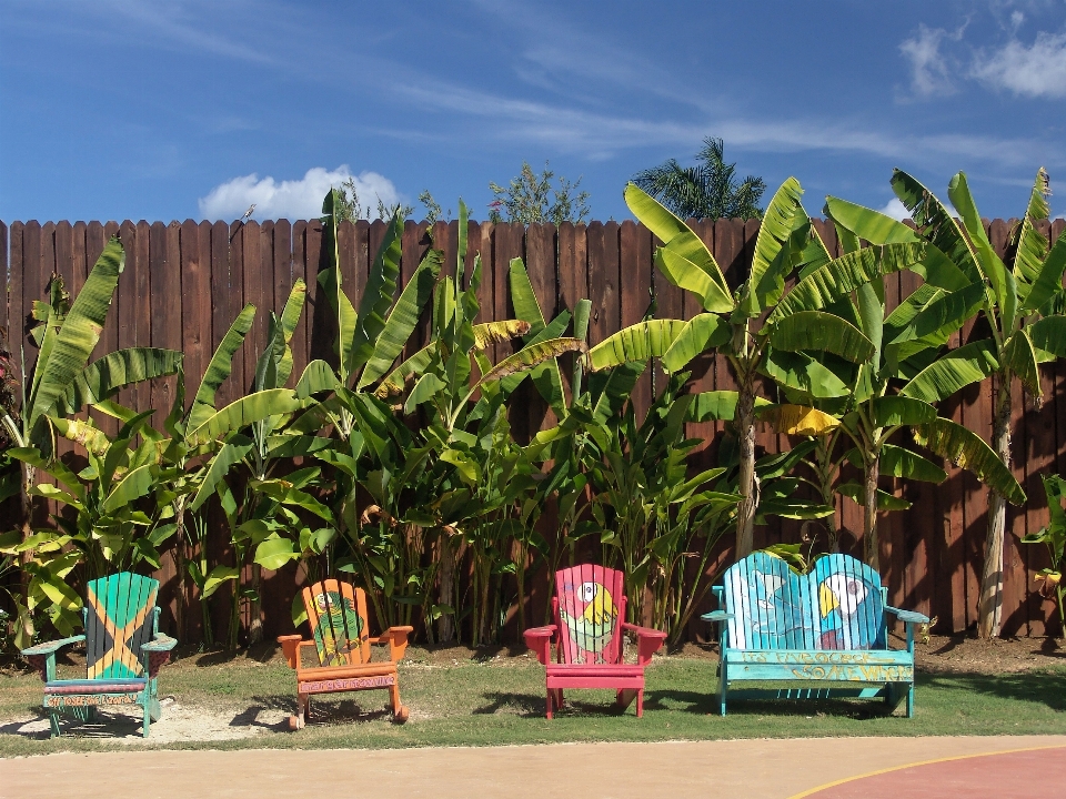 Beach fence flower jungle