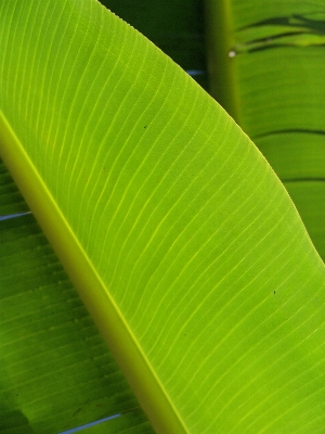 草 ブランチ 植物 ヤシの木 写真