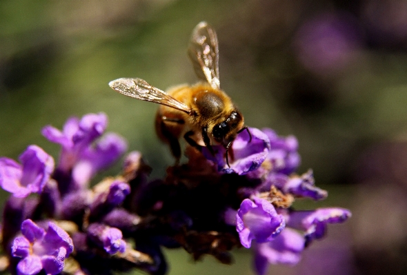 Nature blossom plant photography Photo