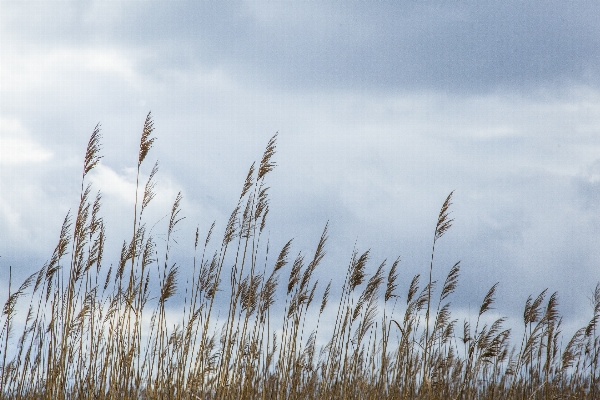 Natur gras wolke anlage Foto