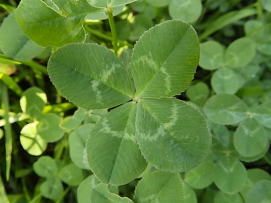 Plant leaf flower green Photo