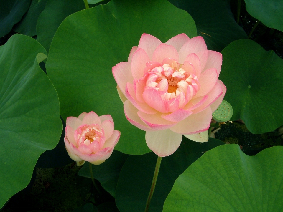 Planta flor pétalo rosa