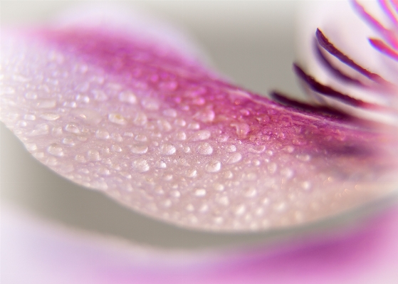 Hand blossom plant sun Photo