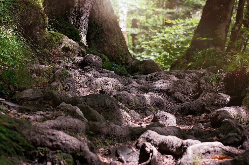 Tree nature forest path