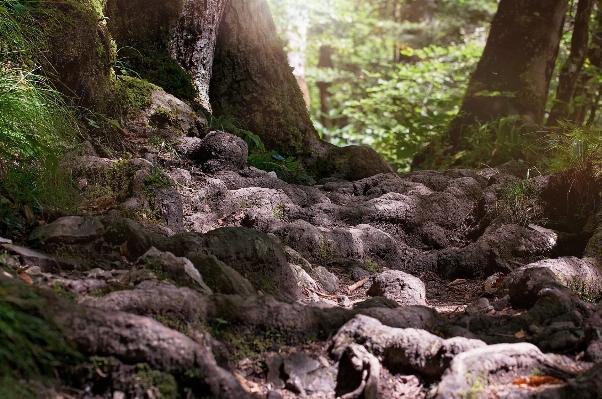 Tree nature forest path Photo