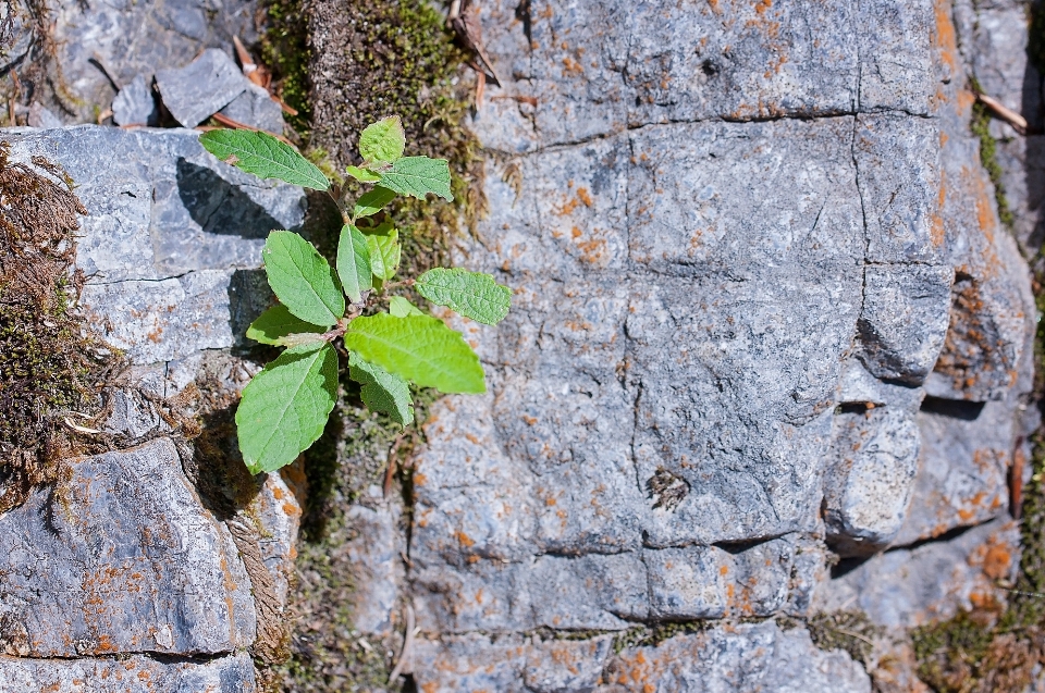 Tree nature rock branch