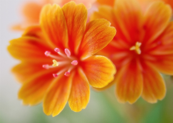 Blossom plant flower petal Photo