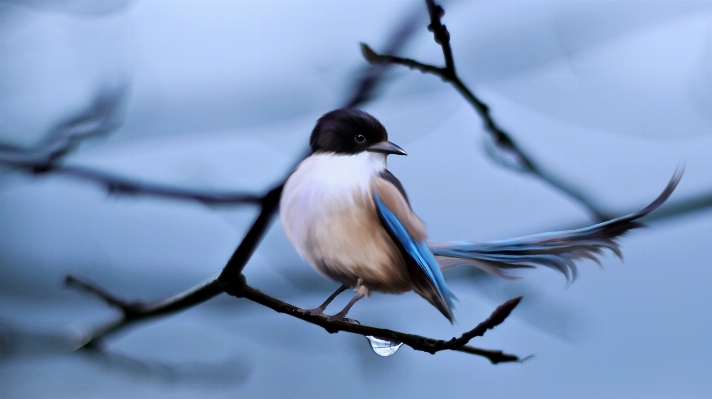 Nature branch winter bird Photo